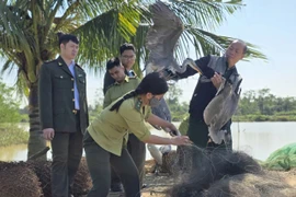 Lực lượng chức năng phát hiện, thu giữ tổng cộng 79 cá thể chim hoang dã tại một số điểm giăng lưới, đặt bẫy chim hoang dã tại phường Quảng Phú và xã Quảng Chính, tỉnh Thanh Hóa. (Nguồn: Cục LN-KL cung cấp)