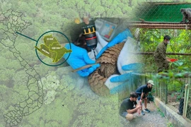 Sáp nhập tỉnh: Cơ hội tái thiết không gian bảo tồn, tăng trưởng xanh 