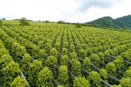 Diện tích trồng hồ tiêu của Hợp tác xã Nông nghiệp và Dịch vụ Nam Yang (xã Kon Gang, tỉnh Gia Lai) với 30ha đạt chứng nhận hữu cơ USDA (Mỹ). (Ảnh: Hồng Điệp/TTXVN)