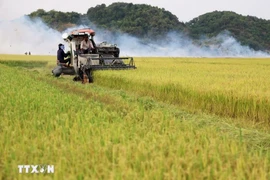 Thu hoạch lúa gạo. (Ảnh: Hồng Đạt/TTXVN)