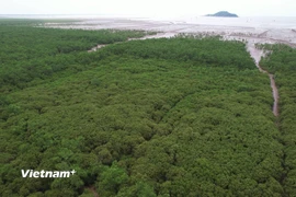 Tín chỉ carbon rừng. (Ảnh minh họa. Nguồn: Vietnam+)