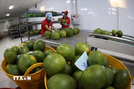 Đóng gói, bảo quản sản phẩm bưởi da xanh xuất khẩu. Ảnh minh họa. (Nguồn ảnh: TTXVN)