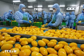 Tăng cường các biện pháp đảm bảo an toàn về kiểm dịch thực phẩm nông sản nhập khẩu nhất là rau, quả tươi nhập khẩu theo quy định. (Ảnh: Vũ Sinh/TTXVN)