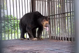 Cá thể gấu bòn bon. (Ảnh: Tổ chức Động vật Châu Á)
