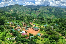 Đất rừng sản xuất. (Ảnh: TTXVN)