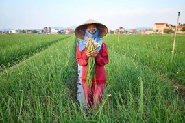 Người dân trồng hành củ theo hướng hữu cơ, an toàn, bền vững ở xã Nam An Phụ, thành phố Hải Phòng.