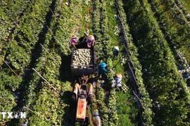 Tập trung vào công nghiệp chế biến sâu, logistics lạnh, thương mại điện tử và tiêu chuẩn hóa vùng nguyên liệu. (Ảnh minh họa. Nguồn: TTXVN)