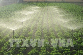 Mô hình tưới nước tiết kiệm cho cây đậu phộng ứng phó hiệu quả với khô hạn ở Ninh Thuận. (Ảnh: Nguyễn Thành/TTXVN)