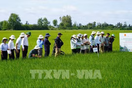 Các tỉnh, thành phố đã hoàn thành việc bố trí, sắp xếp đưa lực lượng cán bộ khuyến nông cấp tỉnh, cấp huyện về xã. Ảnh minh hoạ. (Ảnh: Văn Sĩ/TTXVN)