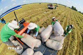 Lúa chất lượng cao và phát thải thấp. (Ảnh: Mạnh Linh/TTXVN)