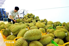 Sầu riêng xuất khẩu được tập kết tại một vựa trái cây ở huyện Tân Phú, tỉnh Đồng Nai. (Ảnh: Hồng Đạt/TTXVN)