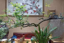 Cây muội hồng trở thành "cơn sốt" khi được nhiều người săn đón về làm cảnh, trang trí bàn trà. (Ảnh: Diệu Anh)