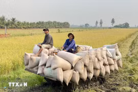 Lúa gạo là một trong các sản phẩm nông nghiệp chủ lực của tỉnh An Giang. (Ảnh: Thanh Sang/TTXVN)