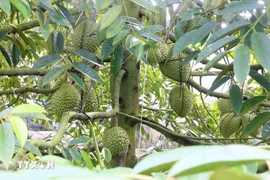 Cây sầu riêng nghịch vụ, sai trái. (Ảnh: Công Mạo/TTXVN)