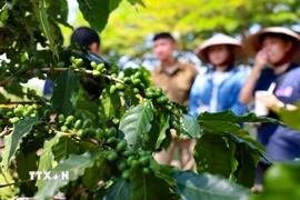 (Ảnh minh họa. Nguồn: TTXVN)