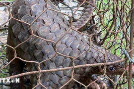 Cá thể tê tê trưởng thành, thể trạng khỏe mạnh, chiều dài 52cm và nặng hơn 5kg được người dân giao nộp cho cơ quan chức năng xã Bảo Lâm I, tỉnh Lâm Đồng. (Ảnh TTXVN phát) 