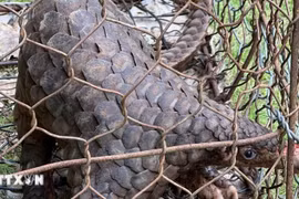 Cá thể tê tê trưởng thành, thể trạng khỏe mạnh, chiều dài 52cm và nặng hơn 5kg được người dân giao nộp cho cơ quan chức năng tỉnh Lâm Đồng.(Ảnh TTXVN phát)