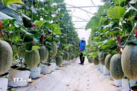 Mô hình trồng dưa lưới theo công nghệ cao tại xã Mỹ Sơn, huyện Ninh Sơn. (Ảnh: TTXVN phát)