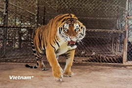 (Ảnh minh họa. Nguồn: Vietnam+)