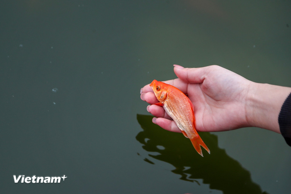 Cá chép không chỉ là phương tiện đưa ông Công ông Táo về trời mà còn là biểu tượng của sự thăng tiến, phát tài và may mắn trong văn hóa dân gian. (Ảnh: Hoài Nam/Vietnam+)