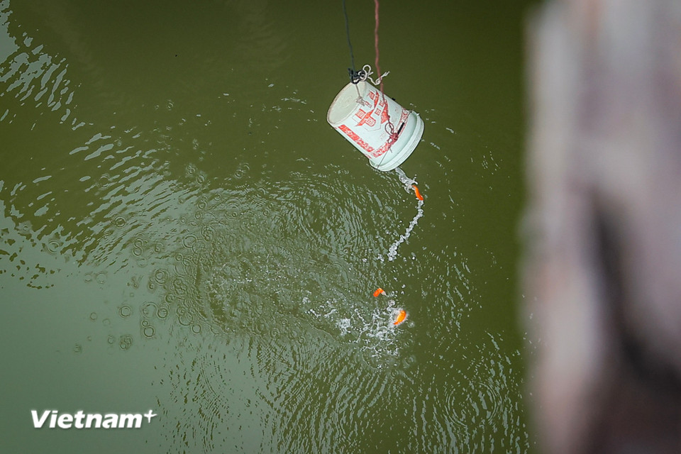 Những người dân đi xe máy mang cá chép đến cầu Long Biên được đội tình nguyện viên đón lấy cá chép, rồi đổ vào trong một xô nhựa có dây dài để thả xuống sông Hồng. (Ảnh: Hoài Nam/Vietnam+)