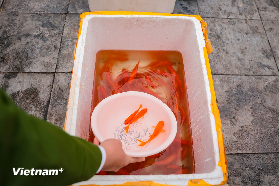 Những chú cá được giữ khỏe mạnh và thả ra sông Hồng. (Ảnh: Hoài Nam/Vietnam+)