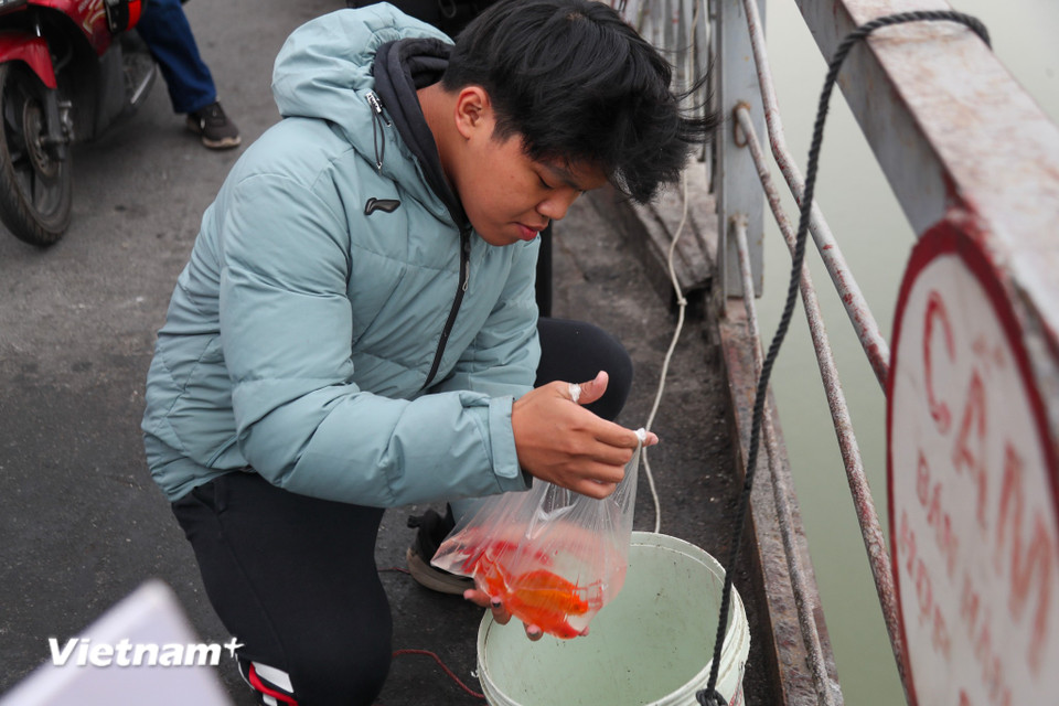 Minh Quân (Long Biên, Hà Nội) chia sẻ: 'Từ nhiều năm nay gia đình tôi luôn thả cá vàng vào đúng ngày 23 tháng Chạp tại khu vực sông Hồng, cầu mong cho năm mới mạnh khỏe, hạnh phúc.' (Ảnh: Hoài Nam/Vietnam+)