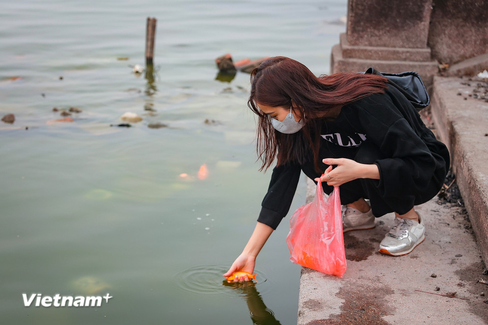 Thả cá chép sau lễ cũng là nét đẹp văn hóa truyền thống bao đời nay của người Việt, với ý nghĩa tiễn năm cũ, đồng thời thể hiện niềm mong mỏi một năm mới sung túc, ấm no. (Ảnh: Hoài Nam/Vietnam+)
