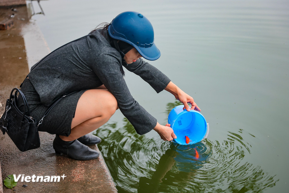 Theo tín ngưỡng dân gian, vào ngày này, Táo quân sẽ cưỡi cá chép về trời để báo cáo các hoạt động của gia đình trong suốt một năm qua với Ngọc Hoàng. (Ảnh: Hoài Nam/Vietnam+)