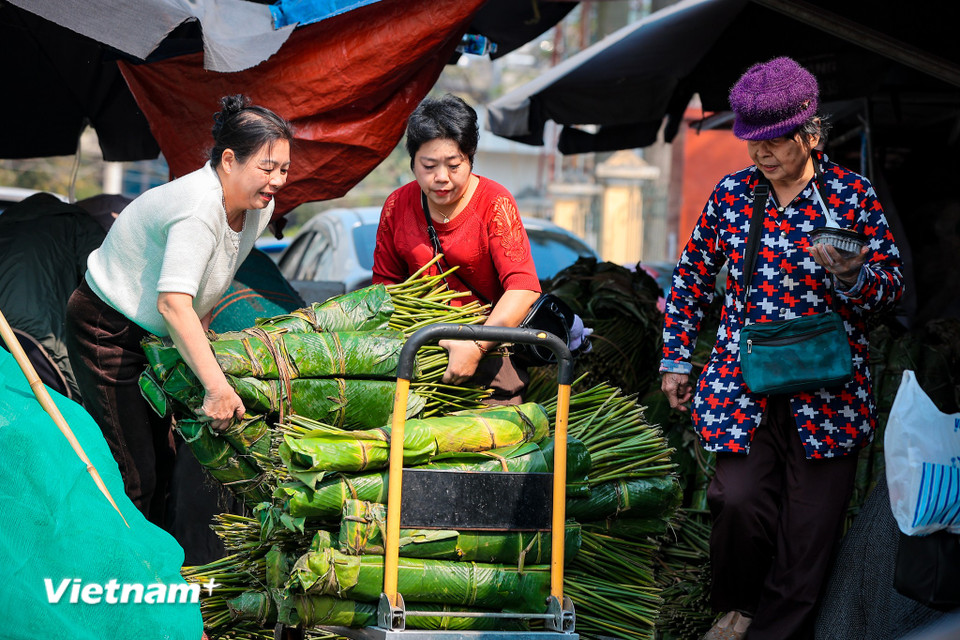 Lá dong ở đây được nhập từ nhiều nơi, đủ loại kích thước khác nhau. Trong đó, lá dong rừng được nhập từ Lào Cai, Tuyên Quang, còn lá dong quê được nhập từ Thanh Oai (Hà Nội), Phủ Lý (Hà Nam). (Ảnh: Hoài Nam/Vietnam+)