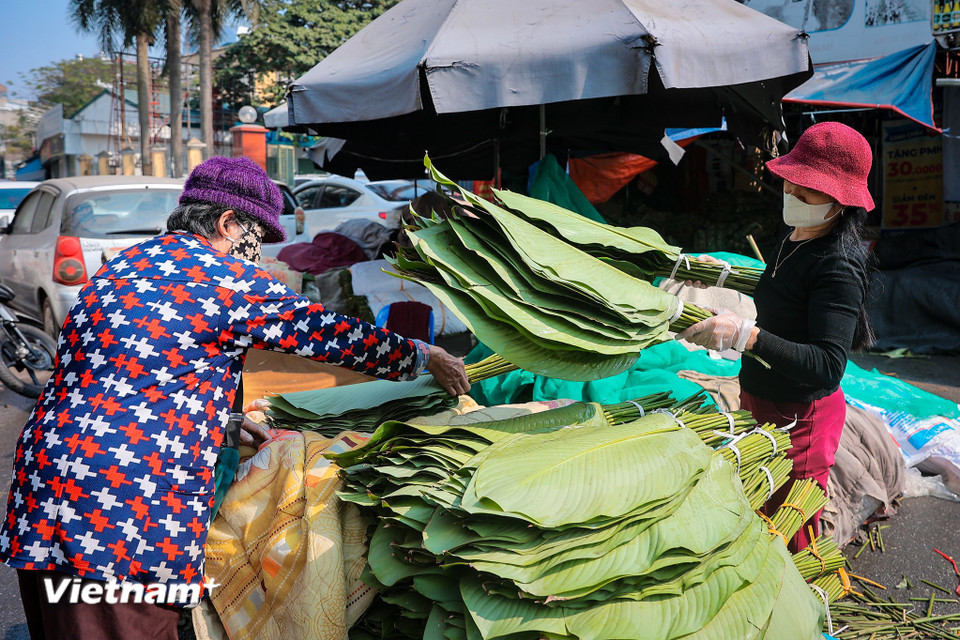 Theo kinh nghiệm của các tiểu thương, để chiếc bánh chưng có màu xanh tự nhiên cần chọn những loại lá có độ tươi, có độ dai tốt, không bị giòn. Chọn lá có màu sắc xanh đậm, phiến lá to vừa phải để có thể gói trọn được phần nhân bên trong. (Ảnh: Hoài Nam/Vietnam+)