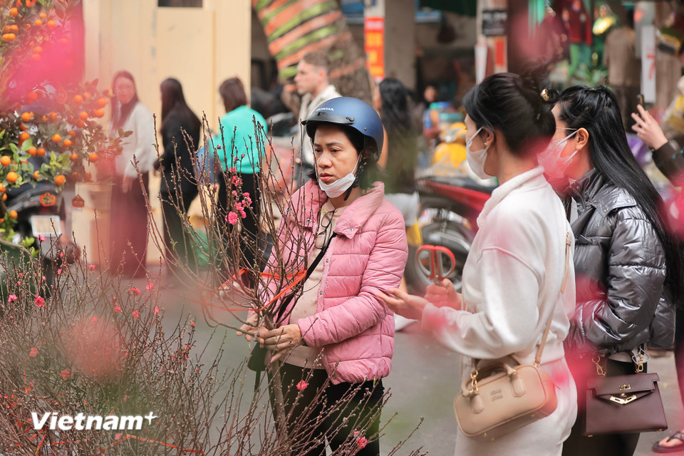 Dọc con phố, sắc đào từ vùng Nhật Tân đã nhuộm hồng cùng với không khí tấp nập người mua kẻ bán. (Ảnh: Hoài Nam/Vietnam+)