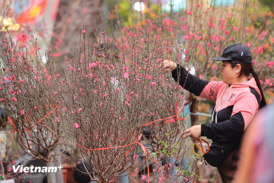Đến chợ hoa Tết Hàng Lược những ngày này, ai cũng có thể cảm nhận được rõ rệt không khí của ngày Tết đã đến rất gần. (Ảnh: Hoài Nam/Vietnam+)