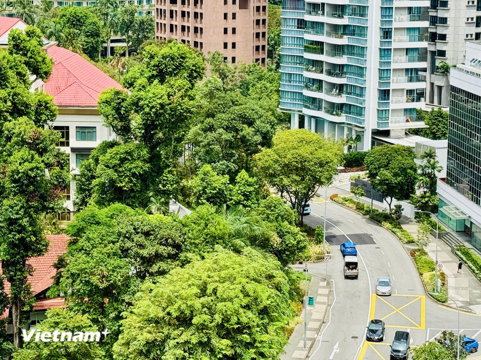 Cây được trồng rợp các cung đường, các công viên và tăm tắp dọc hai bên đường. (Ảnh: Trần Hương Sơn/Vietnam+)