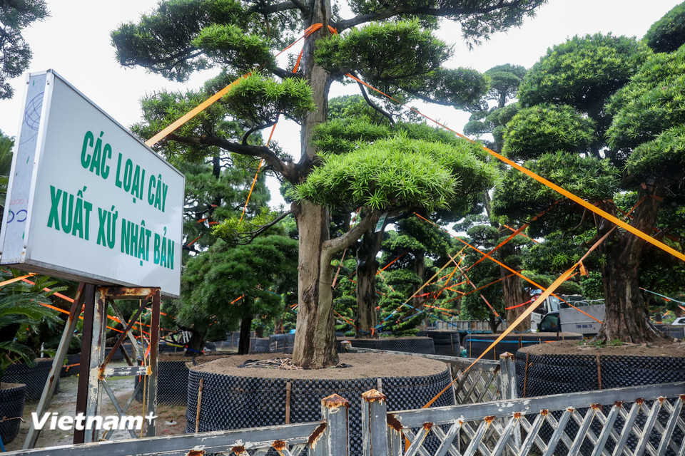 Cách đó không xa là vườn cây cảnh có giá trị lớn cũng đã được người dân gia cố bằng dây chịu lực lớn. (Ảnh: Hoài Nam/Vietnam+)