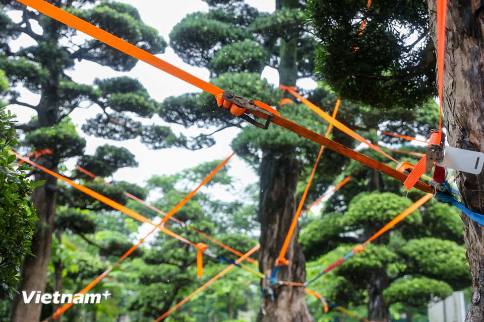 Chủ vườn cho biết có thể bão không ảnh hưởng lớn nhưng thực tế vườn cây đã 'đứng vững' trong trận giông lốc bất chợt ngày 19/7. (Ảnh: Hoài Nam/Vietnam+)