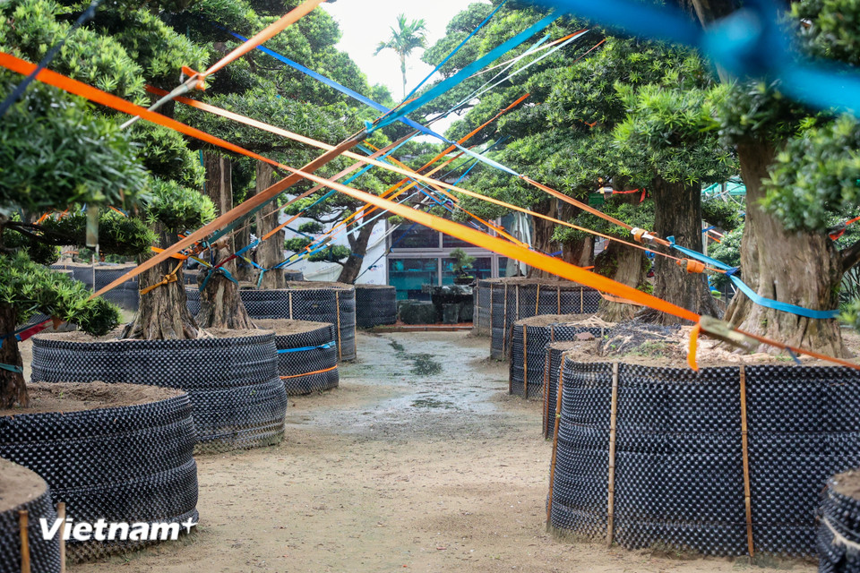 Mặc dù các loại cây có gốc to, dẻo dai nhưng vì giá trị lớn nên chủ vườn đã có biện pháp phòng ngừa thiên tai ngay khi biết được thông tin bão số 3 có thể đổ bộ vào miền Bắc Việt Nam. (Ảnh: Hoài Nam/Vietnam+)