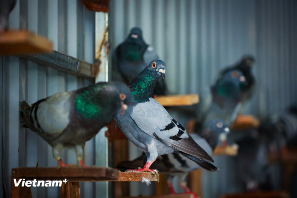 Bồ câu đua có tính bầy đàn rất cao, nên khi thả, chúng sẽ uốn lượn thành vòng tròn, như một dải lụa giữa trời – hình ảnh hòa bình, non sông liền một dải, rồi cùng bay về hướng Nam. (Ảnh: Hoài Nam/Vietnam+)
