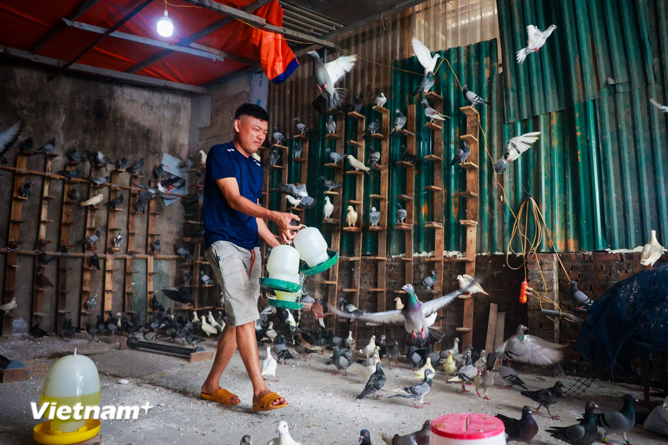 Anh Thuận cho biết khí hậu 2 miền khác biệt nên mất 1 thời gian những chú chim bồ câu mới có thể thích nghi, anh cũng đã điều chỉnh chế độ ăn và nước uống cho phù hợp. (Ảnh: Hoài Nam/Vietnam+)