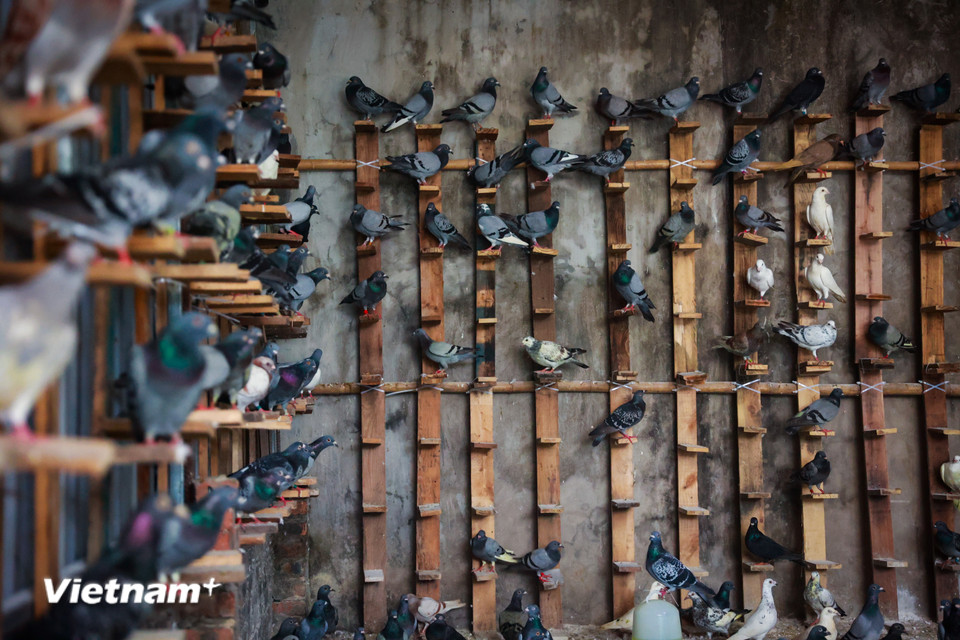 Ngay sau khi di chuyển hơn 30 tiếng từ Nam ra Bắc, đàn bồ câu đã được bổ sung nước điện giải để có thể trạng tốt nhất. (Ảnh: Hoài Nam/Vietnam+)
