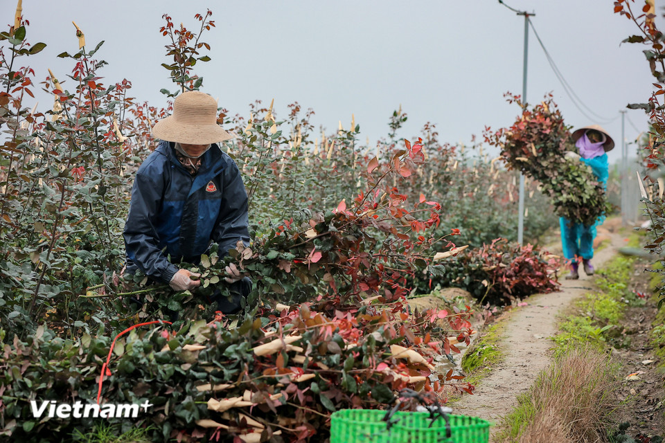 Mê Linh có nhiều loài hoa khác nhau nhưng hoa hồng vẫn là loài hoa chủ đạo trong dịp này. (Ảnh: Hoài Nam/Vietnam+)