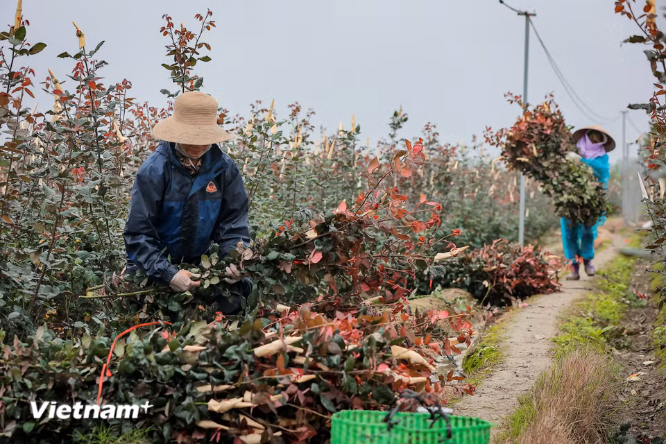 Mê Linh có nhiều loài hoa khác nhau nhưng hoa hồng vẫn là loài hoa chủ đạo trong dịp này. (Ảnh: Hoài Nam/Vietnam+)