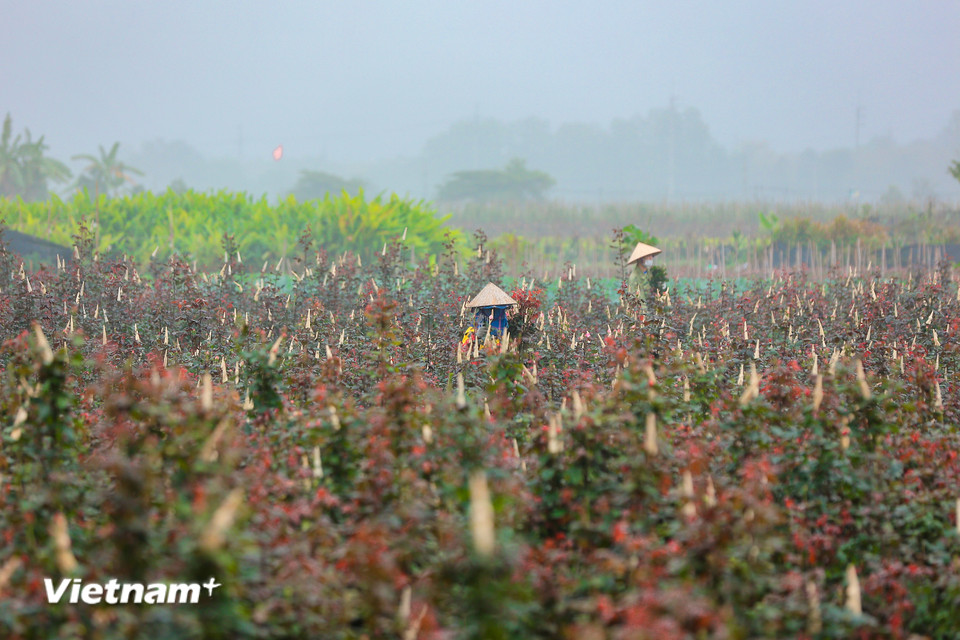 Gần tới ngày Quốc tế phụ nữ 8/3, người dân tại 'thủ phủ hoa' lớn nhất Thủ đô lại tất bật thu hoạch hoa tươi để cung ứng ra thị trường. (Ảnh: Hoài Nam/Vietnam+)