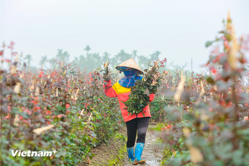 Chị Dương, một chủ hộ trồng hoa cho biết, gia đình chị hằng năm đều nhắm vụ hoa dịp Quốc tế phụ nữ vì thường sẽ được giá hơn so với ngày thường, một năm chỉ cho thu hoạch một vụ. (Ảnh: Hoài Nam/Vietnam+)