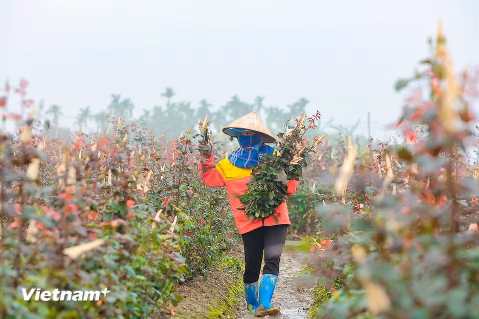 Chị Dương, một chủ hộ trồng hoa cho biết, gia đình chị hằng năm đều nhắm vụ hoa dịp Quốc tế phụ nữ vì thường sẽ được giá hơn so với ngày thường, một năm chỉ cho thu hoạch một vụ. (Ảnh: Hoài Nam/Vietnam+)