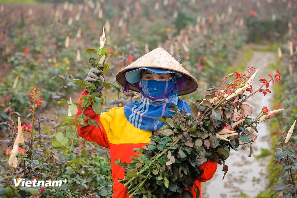 'Vụ hoa năm nay mặc dù bị ảnh hưởng do cơn bão và những trận lụt năm 2024 nhưng gia đình kiên trì chăm sóc cho đến nay cho thu hoạch sản lượng tốt và được giá,' chị Dương chia sẻ. (Ảnh: Hoài Nam/Vietnam+)