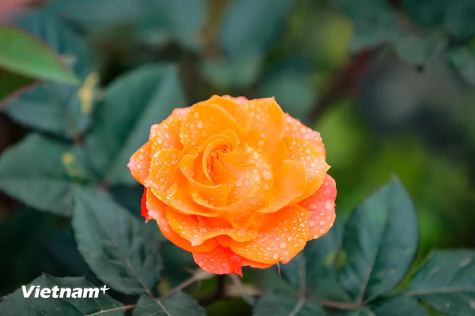 Những bông hồng với nhiều màu sắc được trồng trong bầu đất cũng nhận được nhiều sự quan tâm từ thị trường. (Ảnh: Hoài Nam/Vietnam+)