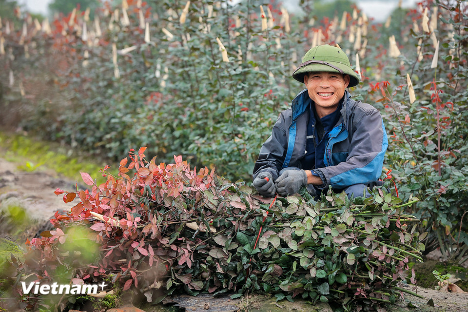 Dự kiến sau vụ thu hoạch này, gia đình sẽ có lợi nhuận hơn 100 triệu đồng. (Ảnh: Hoài Nam/Vietnam+)