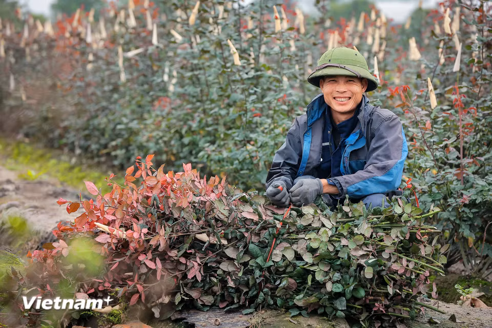 Dự kiến sau vụ thu hoạch này, gia đình sẽ có lợi nhuận hơn 100 triệu đồng. (Ảnh: Hoài Nam/Vietnam+)