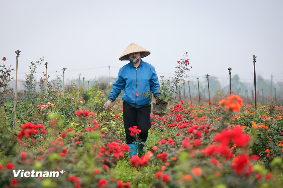 Ruộng hoa nhà chị Nguyễn Thị Hằng (Mê Linh, Hà Nội) đã có lái buôn đặt mua hết từ đầu tháng 3 với các giống hoa như hồng tỷ muội, hồng trứng. (Ảnh: Hoài Nam/Vietnam+)